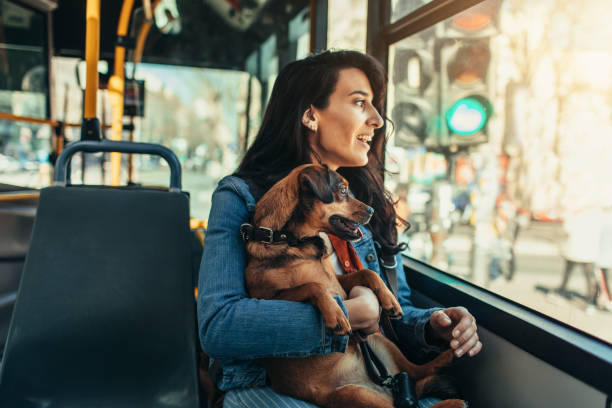 1,201 Dog Bus Stock Photos, Pictures & Royalty-Free Images - iStock | Service dog bus