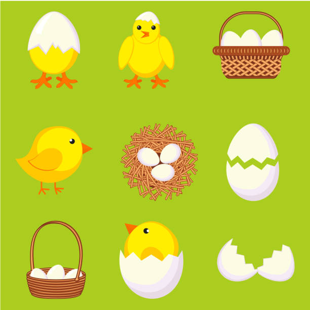 다채로운 만화 닭고기 달걀 세트 - animal egg chicken new cracked stock illustrations