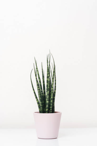 istock Cactus plant against white background 1138849301