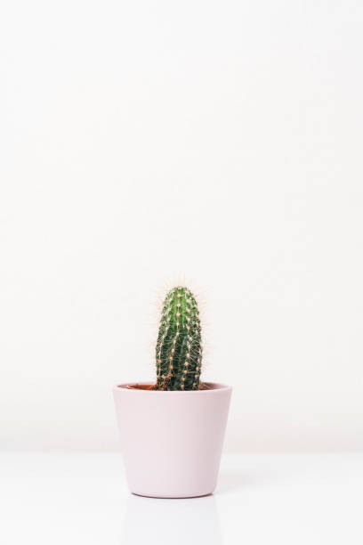 Cactus plant against white background