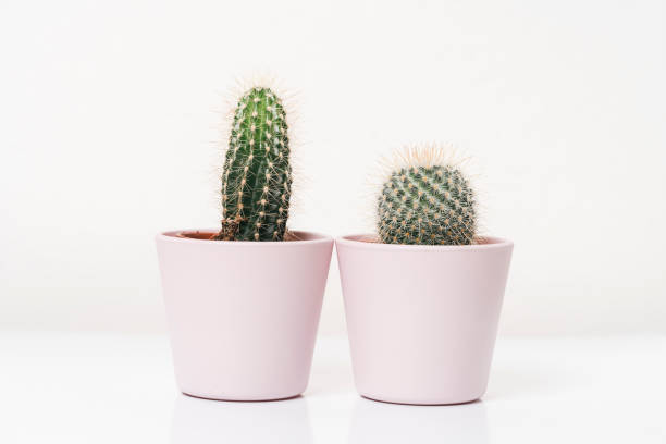 istock Cactus plant against white background 1138849311