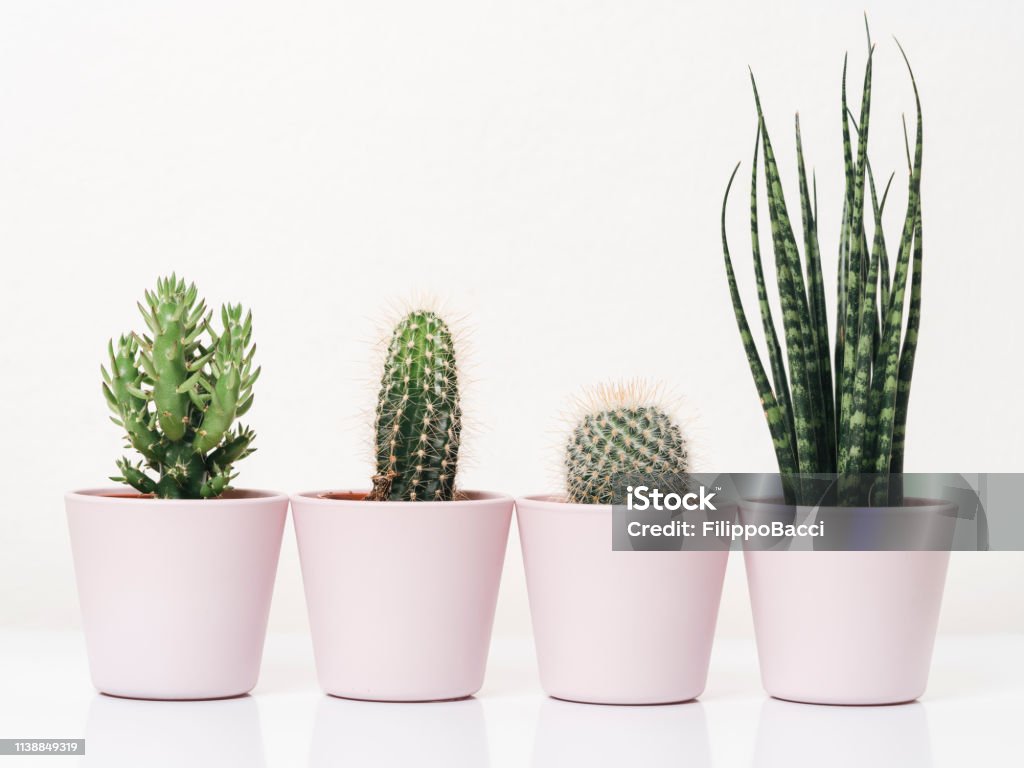 Họ Cây Xương Rồng Trên Nền Trắng Hình ảnh Sẵn có - Tải xuống Hình ...