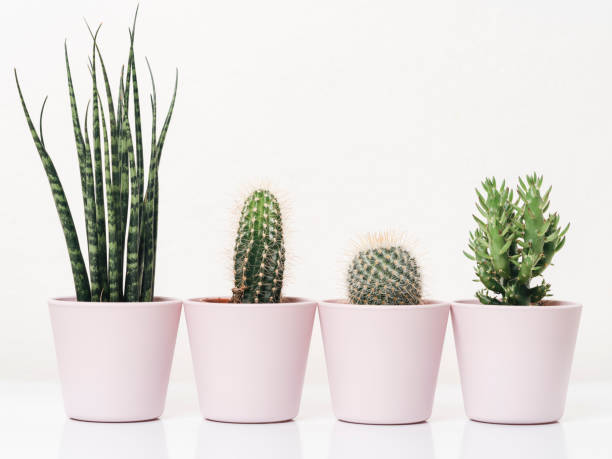 famille de plantes de cactus contre le fond blanc - flower pot photos et images de collection