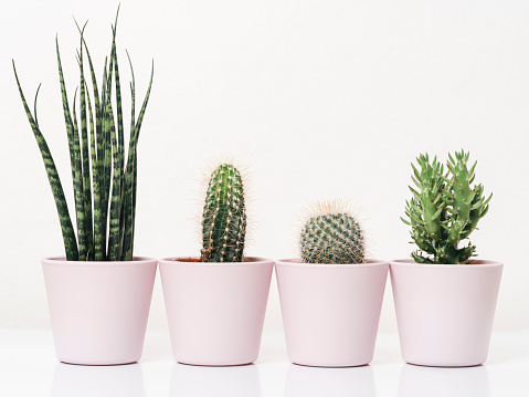 Family of cactus plants against white background