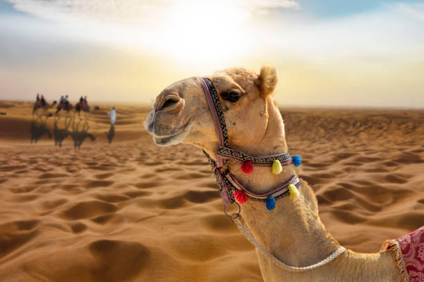 giro in cammello nel deserto al tramonto con una testa di cammello sorridente - cammello foto e immagini stock