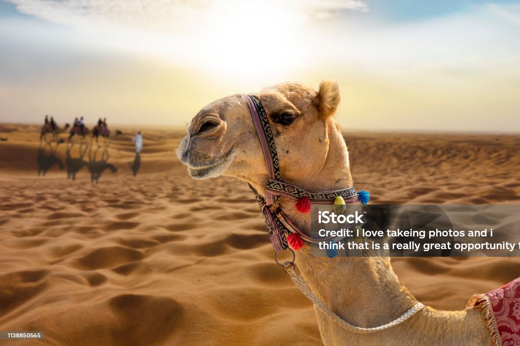 Camel ride in the desert at sunset with a smiling camel head Camel ride in the sunny desert at sunset with a smiling camel head Camel Stock Photo