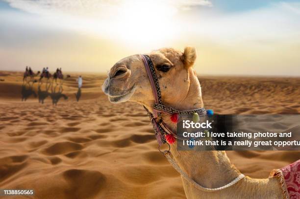 Camel Ride In The Desert At Sunset With A Smiling Camel Head Stock Photo - Download Image Now