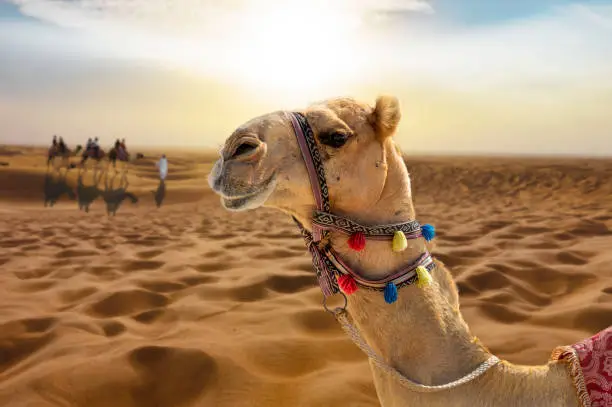 Camel ride in the sunny desert at sunset with a smiling camel head