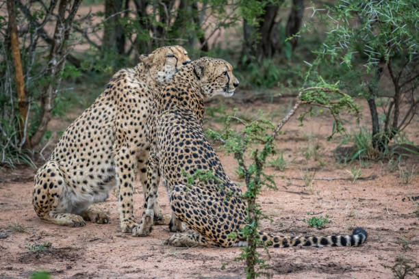 istock Two Cheetahs sitting in the sand. 1138850617