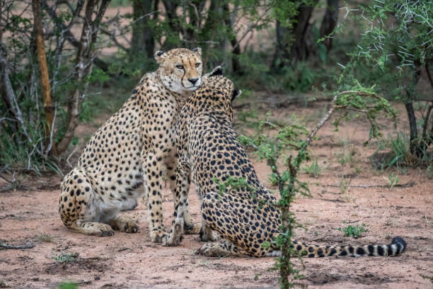 istock Two Cheetahs sitting in the sand. 1138850620