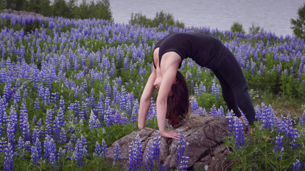 istock Wheel pose on a meadow full of lupines 1138850692