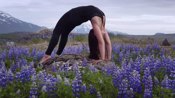 istock Wheel pose on a meadow full of lupines 1138851247