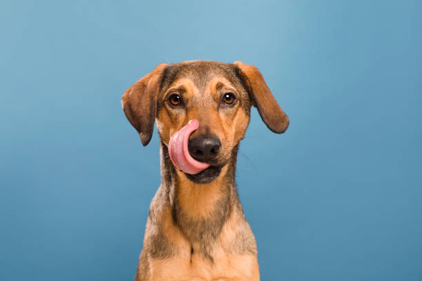 그녀의 혀를 내밀고 강아지의 스튜디오 초상화 - dog head shot 뉴스 사진 이미지