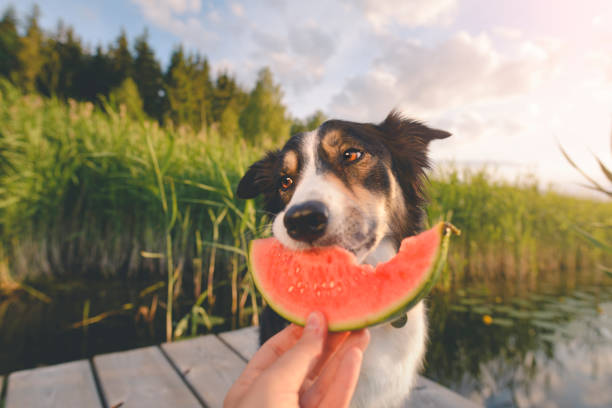 istock Dog eating a melon 1138853753