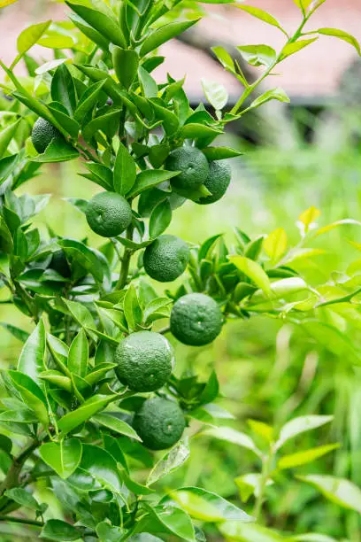 Kabosu is a citrus fruit of an evergreen broad-leaf tree in the Rutaceae family. It is popular in Japan, where its juice is used to improve the taste of many dishes, especially cooked fish, sashimi.