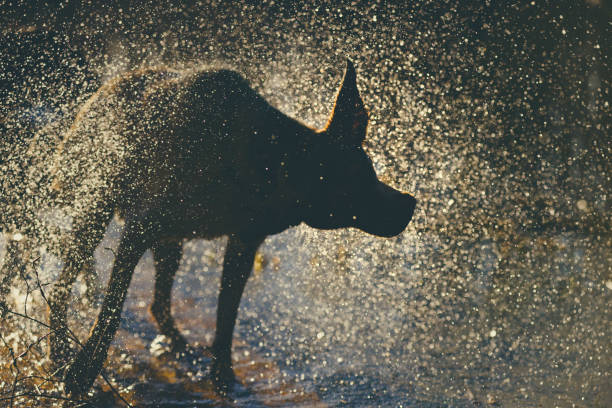Dog shaking off the water