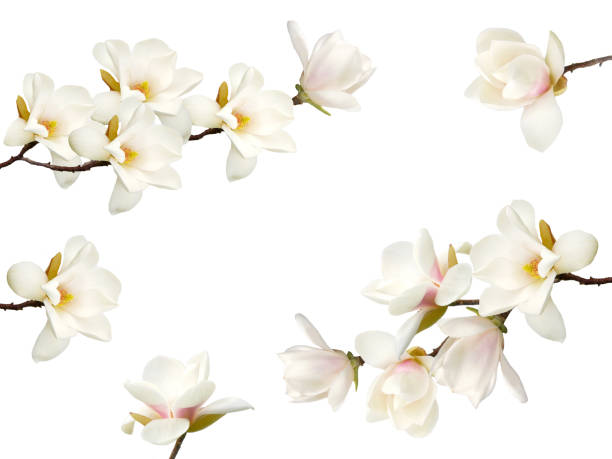 istock Magnolia flower isolated on white background. 1138854556