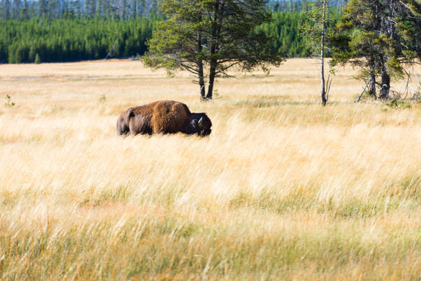 istock American buffalo or bison in golden field 1138854564