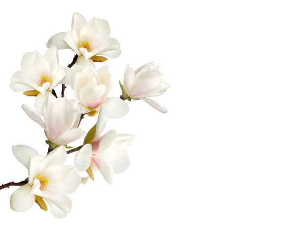목련 꽃 흰색 배경에 고립입니다. - magnolia 뉴스 사진 이미지