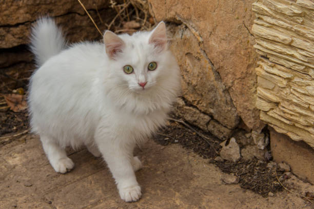 istock Beautiful white cat outdoors on the pavement. 1138855819