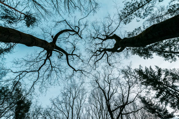 Trees photographed from below, 12 december 2018 Epe Veluwe the Netherlands