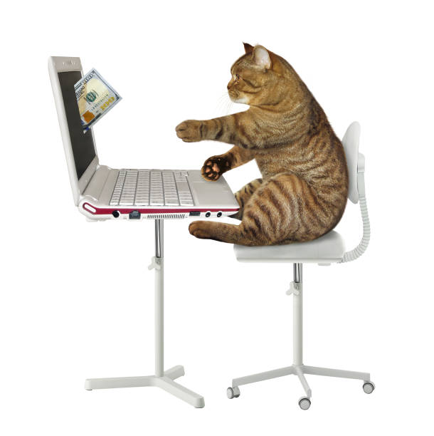 istock Cat earns money on the computer 1138857634