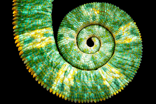 Close view of a beautiful  green colorful  chamaeleo calyptratus tail revealing the mathematic fibonacci spiral curve on black background. Species also called veiled, cone-head or yemen chameleon.