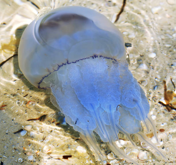 istock Jellyfish (Rhizostomae) swim in sea 1138858327