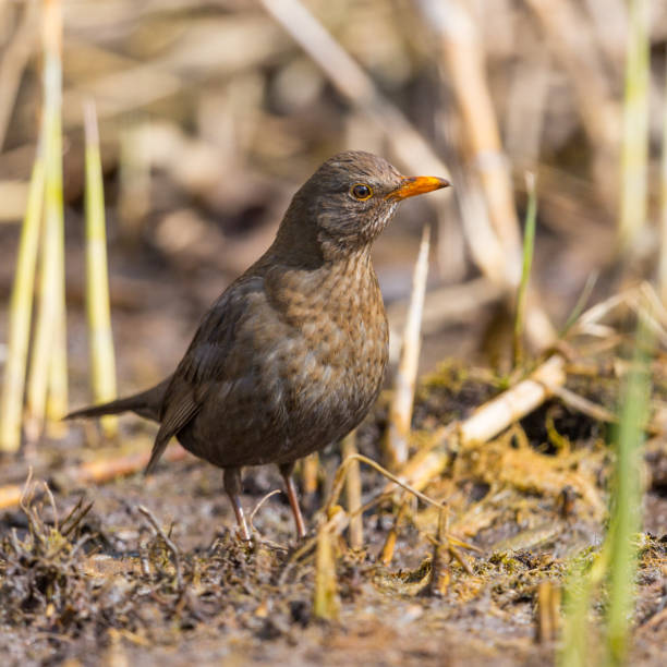 istock female blackbird (turdus merula) standing in cut reed stalks 1138859652