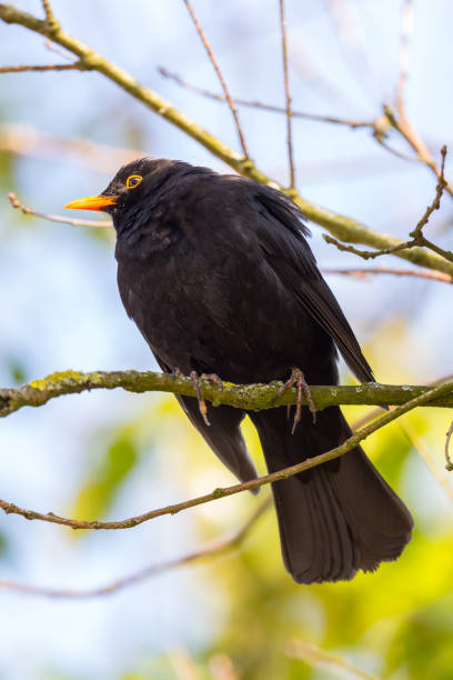 istock male blackbird (turdus merula) sitting in tree branches 1138859806