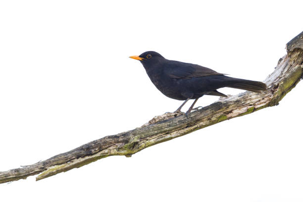 istock isolated male blackbird (turdus merula) standing on tree branch 1138859813