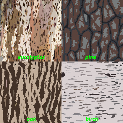 Set of tree bark - eucalyptus, oak, pine, birch for background, isolated. Vector illustration
