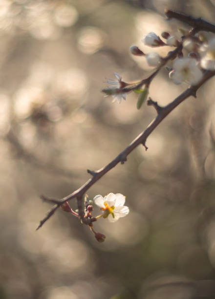 istock Flowering thorn Bush (blackthorn, Prunus spinosa) in the warm spring sun in Greece 1138860402