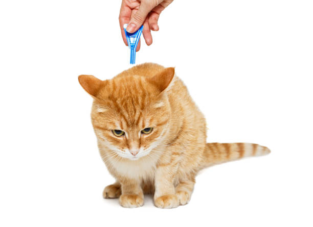 istock Treatment of cat for fleas and ticks 1138861062