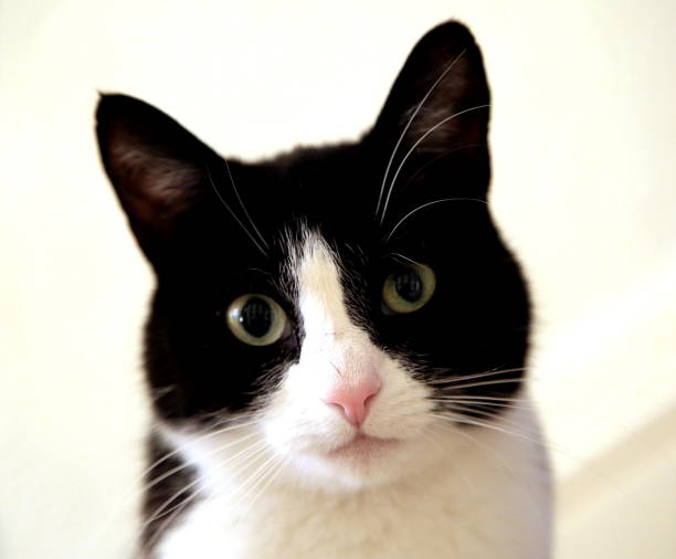 istock Black and white young cat against a white background 1138861360