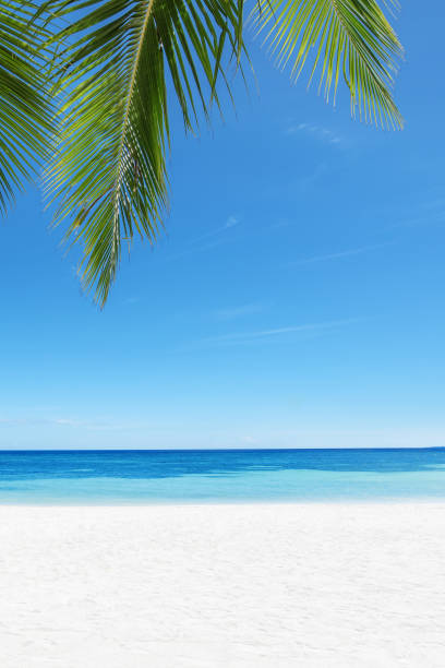 istock Tropical beach and palm leaves copy space scene 1138861556