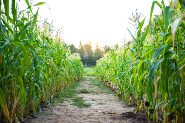 istock Corn field with soil walk way in middle of the picture. 1138862124