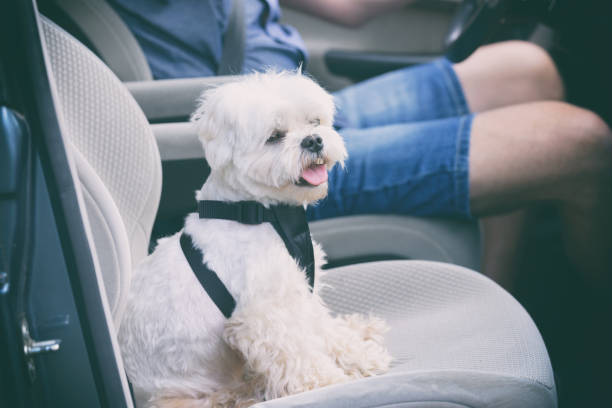 istock Dog traveling in a car 1138862159
