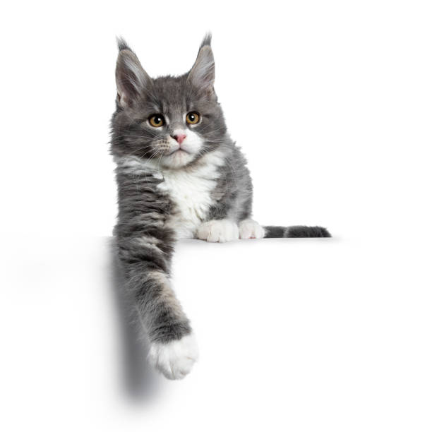 istock Charming cute blue with white Maine Coon cat kitten, laying down. Looking beside lens with smart brown eyes. Isolated on white background. Paw hanging down from edge. 1138862263