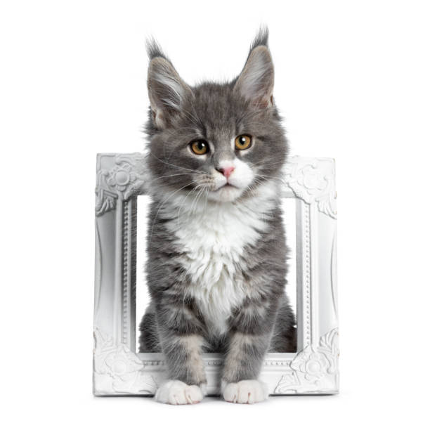 istock Charming cute blue with white Maine Coon cat kitten, sitting through white photo frame. Looking at lens with smart brown eyes. Isolated on white background. 1138862267