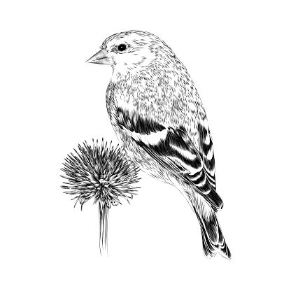 Goldfinch on Dried Echinacea Vector Illustration in Engraving Style