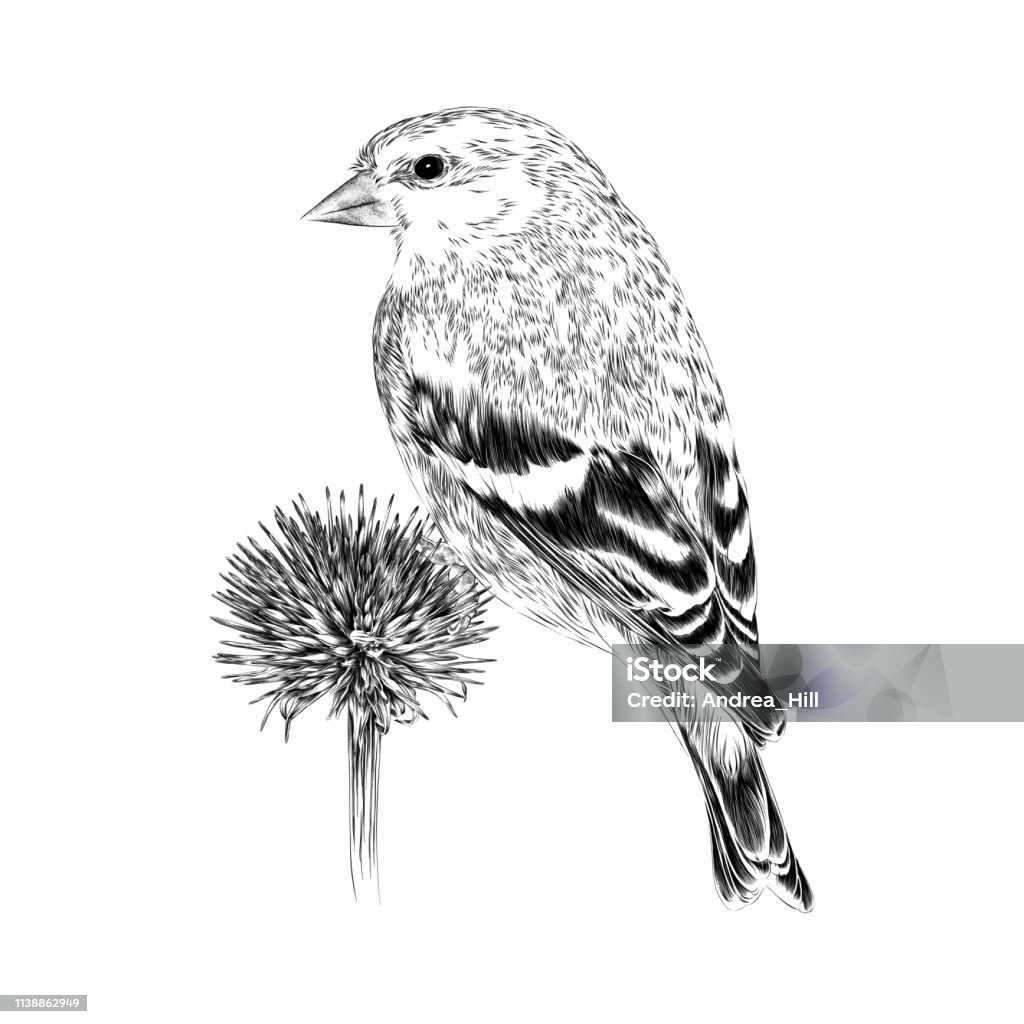 Goldfinch Vector Illustration in Engraving Style Goldfinch on Dried Echinacea Vector Illustration in Engraving Style Bird stock vector