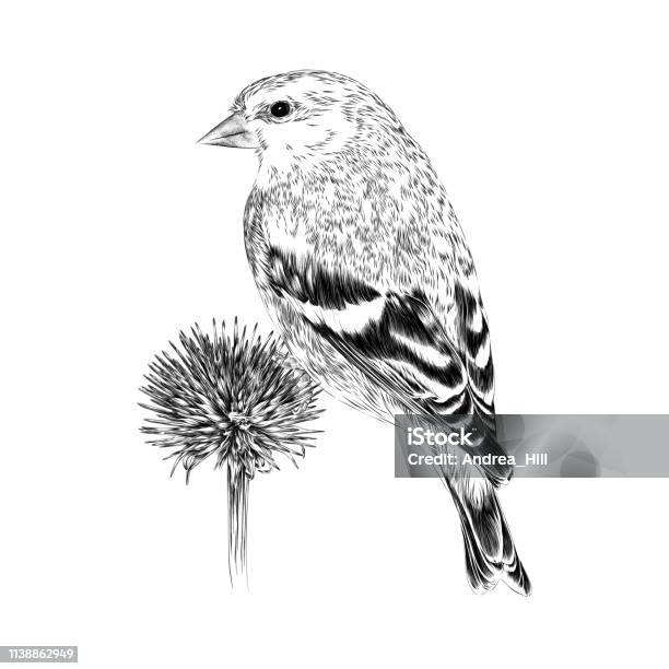 Goldfinch Vector Illustration In Engraving Style Stock Illustration - Download Image Now - Bird, Drawing - Art Product, Engraving