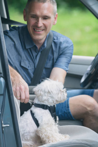 istock Dog traveling in a car 1138863040