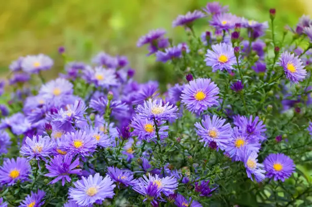 violet aster flowers in the garden