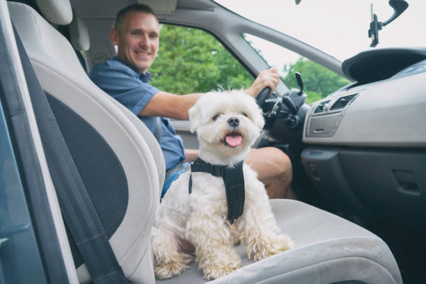 istock Dog traveling in a car 1138863451