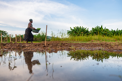 Mid-adult african woman carrying rice plants in bucket on field