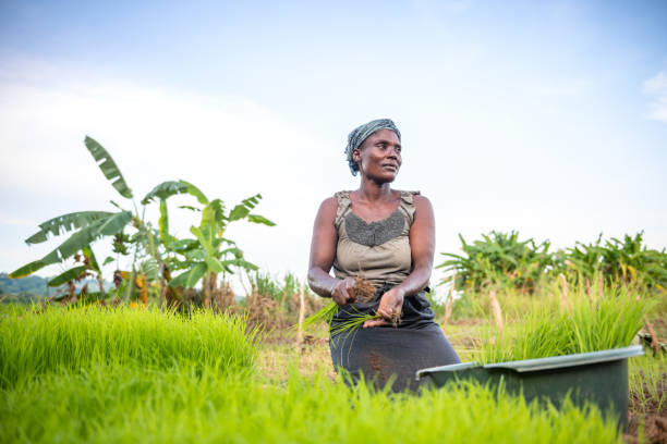 istock african woman planting rice 1138864530