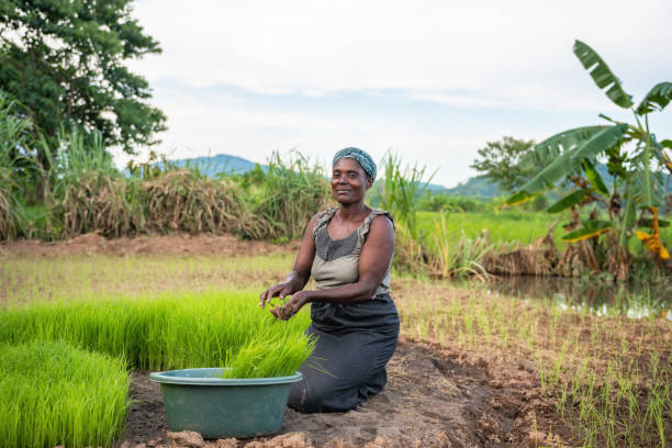 istock african woman planting rice 1138864570