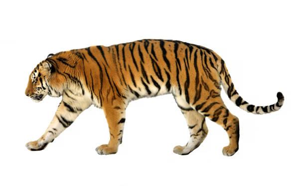 istock Young Siberian tiger (P. t. altaica), also known as Amur tiger, on white background 1138865828